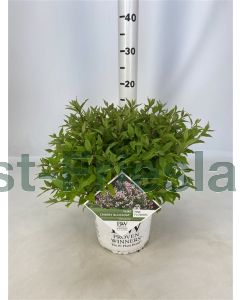 Deutzia y. 'Cherry Blossum' C3