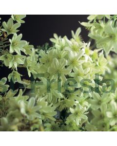 Clematis 'Pixie' 75 cm C2