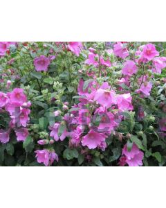 Lavatera 'Rosea' C2