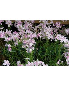 Phlox (S) 'Candy Stripes' P13