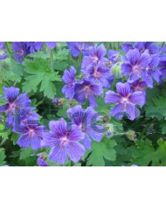 Geranium himalayense P9 / 24 per kist