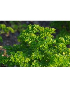 Petroselinum crispum C2