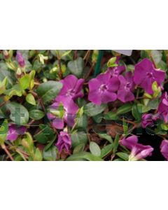 Vinca minor 'Atropurpurea' C2