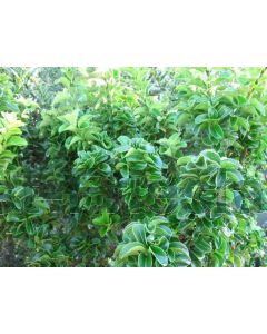 Euonymus j. 'Green Rocket' C3