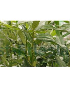 Prunus l. 'Herbergii' 125-150 cm kluit