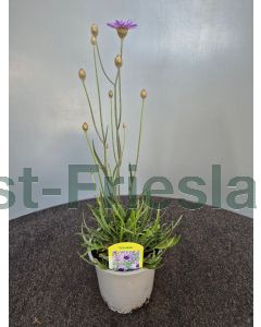 Catananche caerulea C1.5