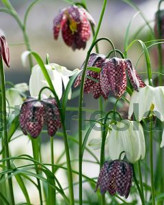 Fritillaria meleagris mix 6/7 per 100