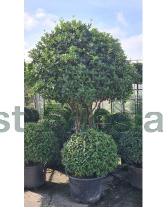 Osmanthus aquifolium 225-250 cm C290 Paddenstoel