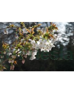 Prunus serr. 'Taihaku' 10/12 C40