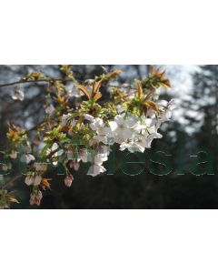 Prunus serr. 'Taihaku' 12/14 C45