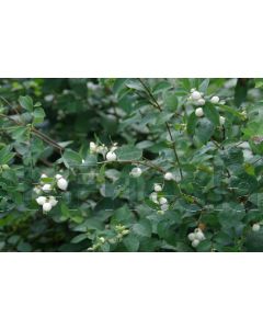Symphoricarpos albus 40-60 cm kw 2-3 tak