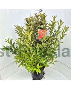 Weigela 'Red Prince' 80-100 cm C10