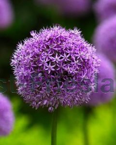 Allium 'Gladiator' 20/+ per 100