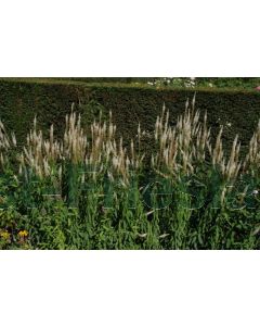 Veronicastrum virg. 'Pink Glow' C2