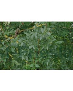 Fraxinus excelsior 100-125 cm kw