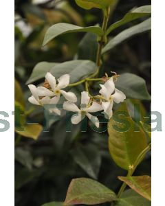 Trachelospermum jasminoides 150-175cm C3
