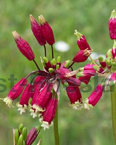 Dichelostemma ida-maia 5/+ per 100