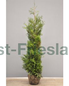 Thuja occ. 'Brabant' 175-200 cm kluit