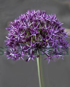 Allium Firmament 8/+ per 100