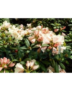 Rhododendron (Y) 'Grumpy' 25-30 cm C5