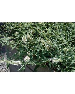 Buddleja dav. 'White Chip' C7.5