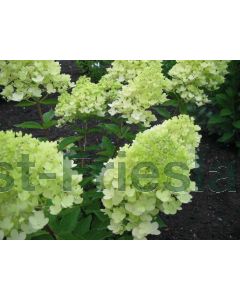 Hydrangea pan. 'Grandiflora' 125-150 cm C20