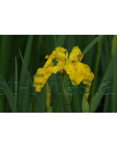 Iris pseudacorus P9 / 24 per kist