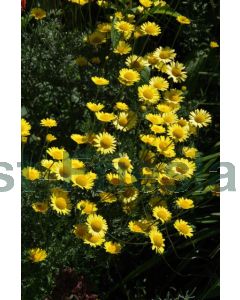 Anthemis hyb. 'Kelwayi' P9 / 24 per kist