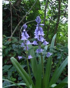 Hyacinthoides  hispanica Blue 8/10 per 100