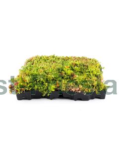 Sedum cassette Mobiroof cassette 50x 50