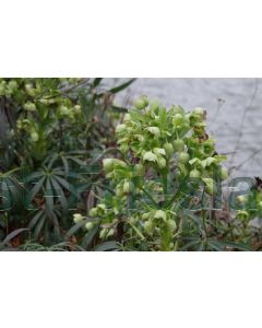 Helleborus foetidus C2