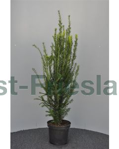 Taxus baccata 60-80 cm C4