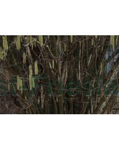 Corylus avellana 60-80 cm C2