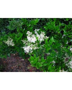 Ligustrum japonicum 'Texanum' 150-175 cm C20