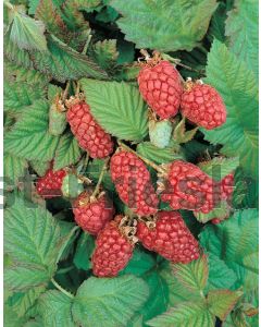 Rubus 'Loganberry' 75 cm C2
