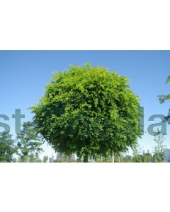 Robinia ps. 'Umbraculifera' 8/10 C40 220 cm stam