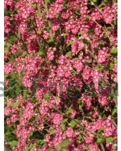 Ribes sang. 'King Edward VII' 60-100 cm kw 2-3 tak