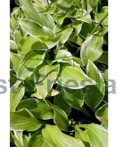 Hosta 'Undulata Albomarginata' C2