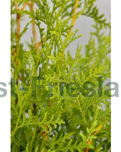 Thuja occ. 'Brabant' C18 90 cm stam