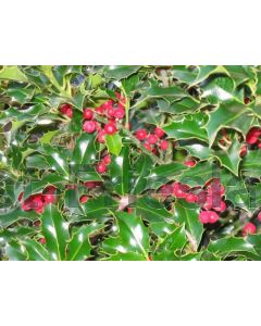 Ilex aq. 'Alaska' Haagelement b120 x h100 cm