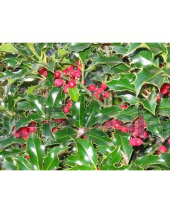 Ilex aq. 'Alaska' 125-150 cm C20