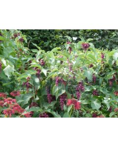 Leycesteria form. 'Purple Rain' 100-125 cm C20