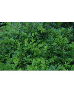Lonicera nit. 'Maigrün' 30-40 cm C5