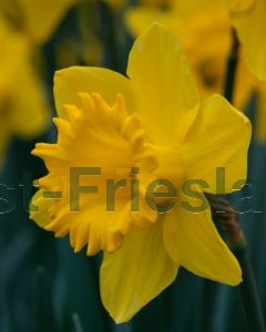Narcissus Dutch Master 12/14 per 100