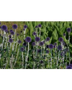 Echinops ritro 'Veitch's Blue' P9 / 24 per kist