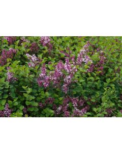 Syringa meyeri 'Palibin' C2