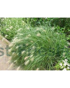 Pennisetum villosum P9 / 24 per kist