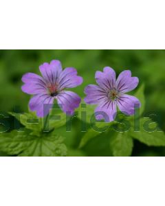 Geranium nodosum P9 / 24 per kist