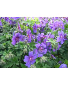 Geranium magnificum P9 / 24 per kist