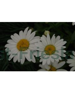 Leucanthemum (S) 'Alaska' P9 / 24 per kist